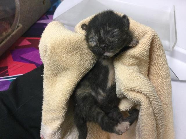 CORNBREAD - Domestic Short Hair for adoption in Riverside