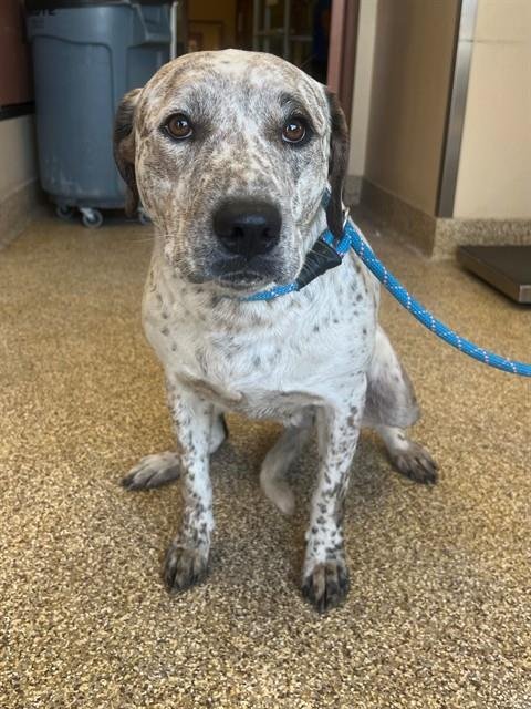 PEPPER - Australian Cattle Dog/Blue Heeler available for adoption