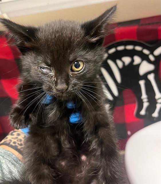 NIGHT CRAWLER - Domestic Short Hair available for adoption