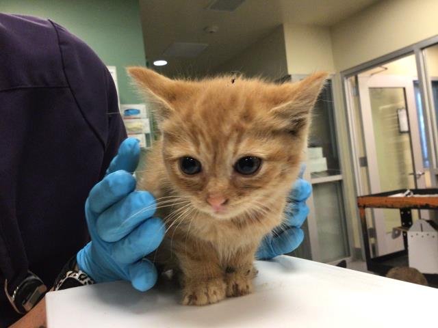 CLAIRE - Domestic Short Hair for adoption in Riverside