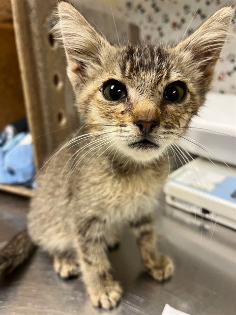 BUD - Domestic Short Hair available for adoption