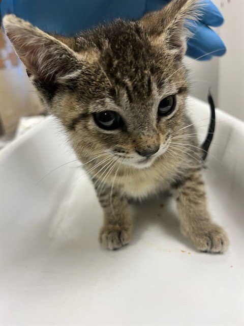 A1911122 - Domestic Short Hair available for adoption