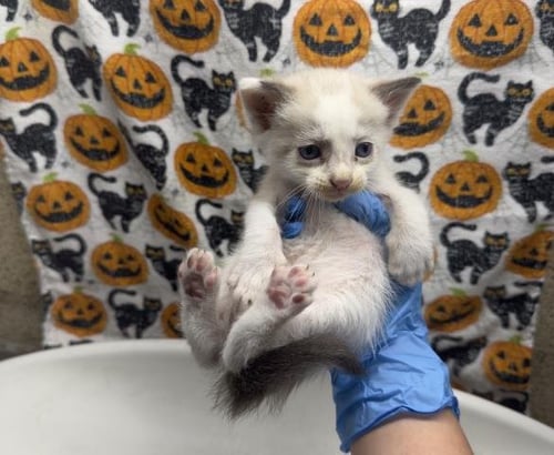 MR. TUNA - Domestic Short Hair available for adoption