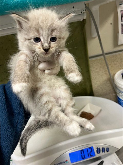 A1917252 - Domestic Short Hair available for adoption