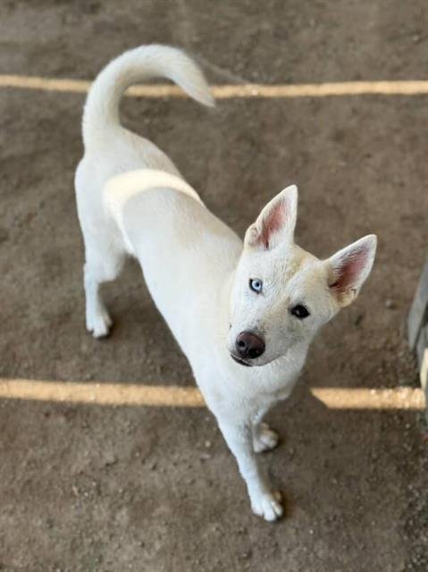MIA - Siberian Husky available for adoption