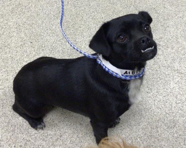 MARKIE - Terrier available for adoption