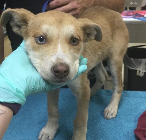 JAMES - Siberian Husky available for adoption