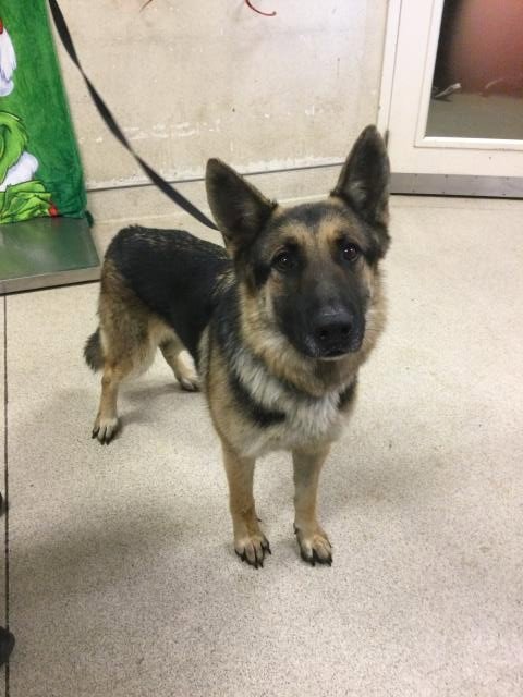 MIGO - German Shepherd Dog available for adoption