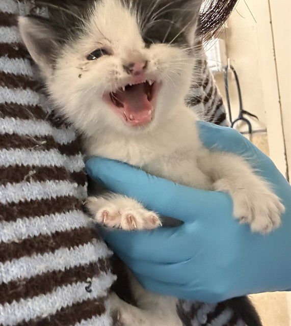 SOPHIE - Domestic Short Hair for adoption in Riverside