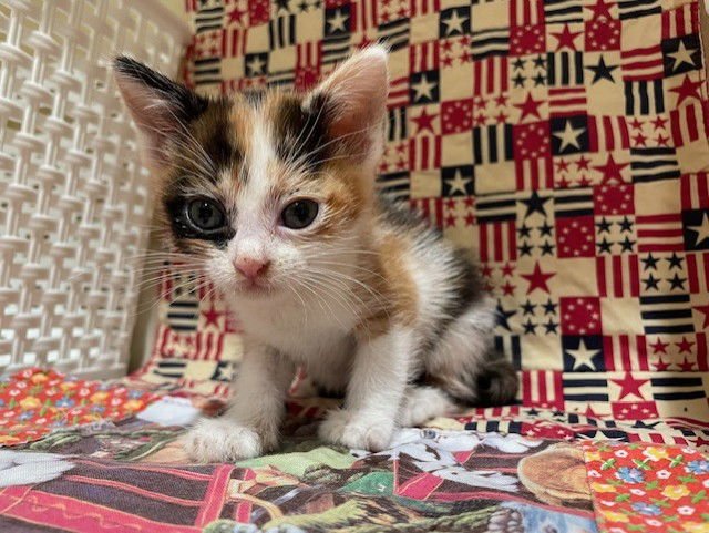 SPICE - Domestic Short Hair available for adoption