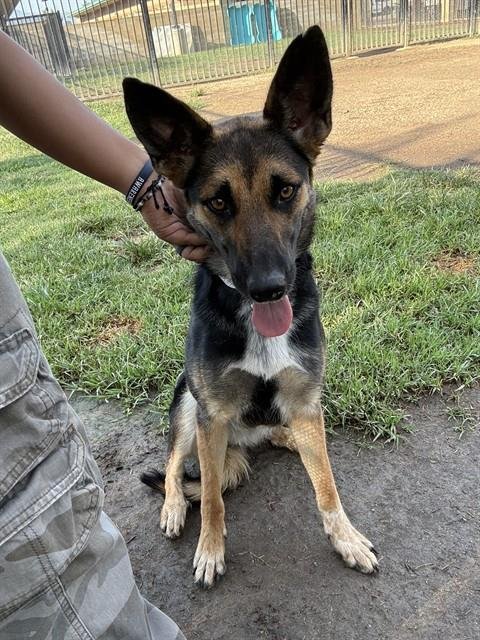 PRINCESS - German Shepherd Dog available for adoption