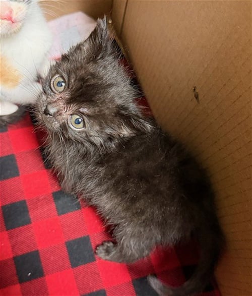 EENIE - Domestic Short Hair available for adoption