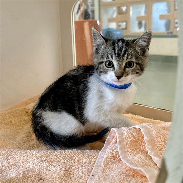 VALTER - Domestic Short Hair available for adoption