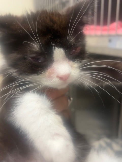 OREO - Domestic Short Hair available for adoption