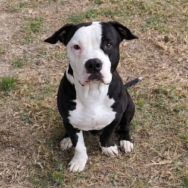 RIVER - Pit Bull Terrier available for adoption