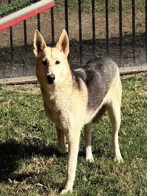 LONNIE - German Shepherd Dog available for adoption