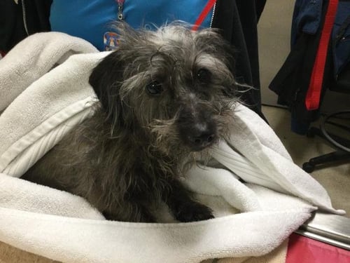 A1915178 - Terrier available for adoption