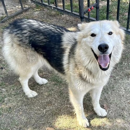 MOLLY - Siberian Husky available for adoption