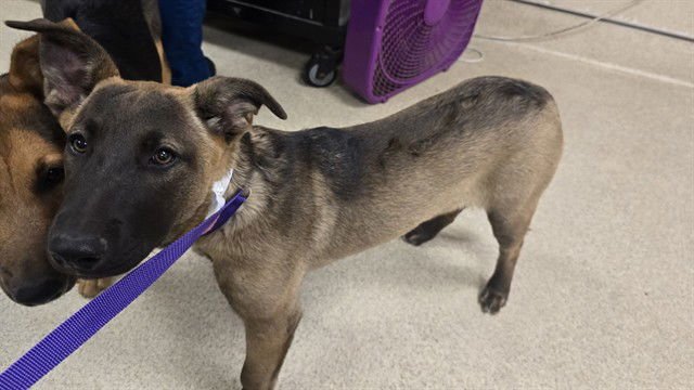 DIANA - Labrador Retriever / Pit Bull Terrier available for adoption