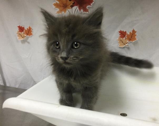 ELLIE - Domestic Medium Hair available for adoption