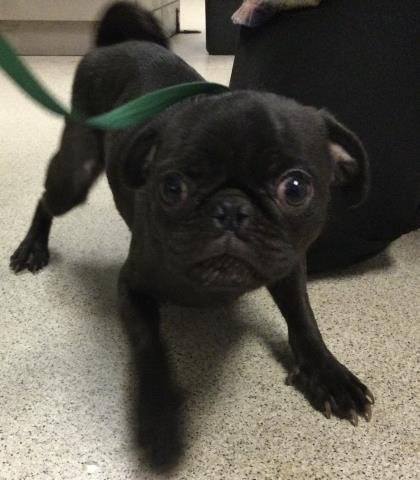 BUTTERCUP Image