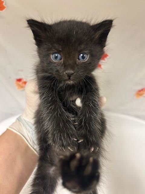 JET - Domestic Short Hair available for adoption