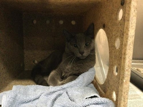 WOLFE - Domestic Short Hair available for adoption