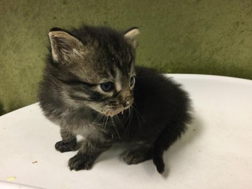TILE - Domestic Short Hair available for adoption