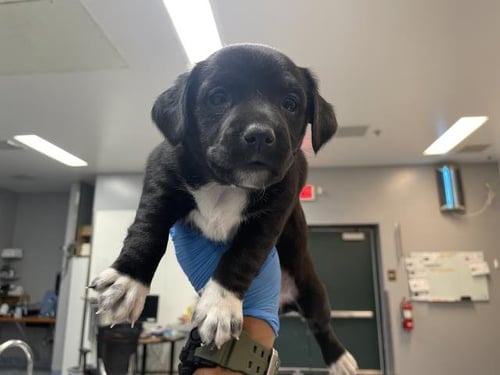 ZIPPY - Terrier available for adoption