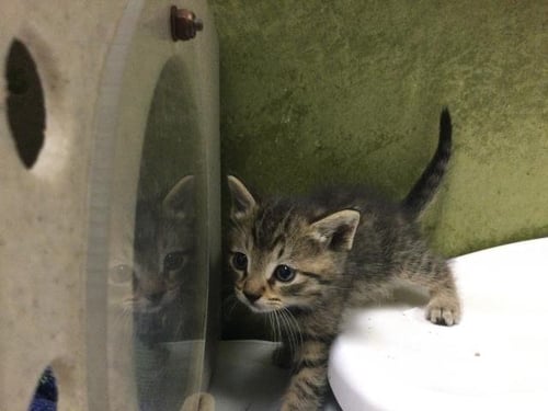 SUN - Domestic Short Hair available for adoption