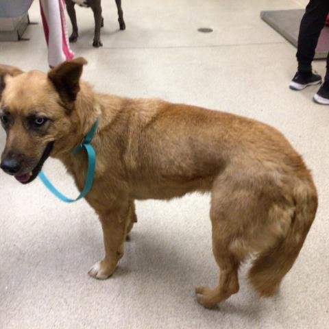 LUNA - German Shepherd Dog / Siberian Husky available for adoption