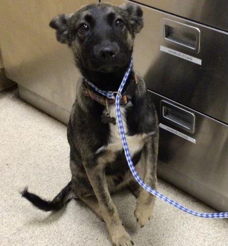 NIKO - Belgian Shepherd Malinois available for adoption