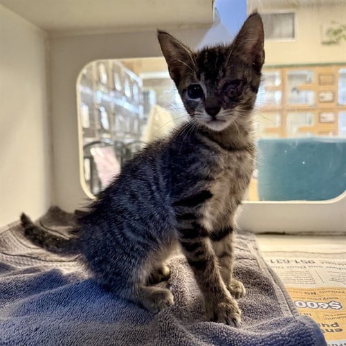 JOE - Domestic Short Hair available for adoption