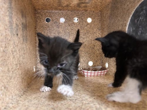 DOBIE - Domestic Short Hair available for adoption