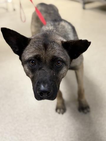 WENDY - Akita available for adoption