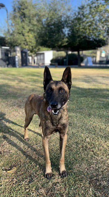 SHELDON - Belgian Shepherd Malinois available for adoption