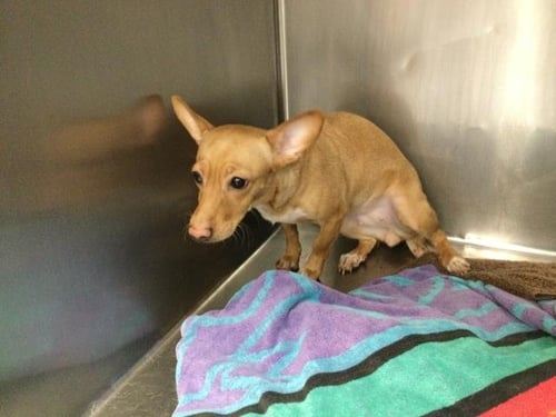 HUNNY - Chihuahua available for adoption