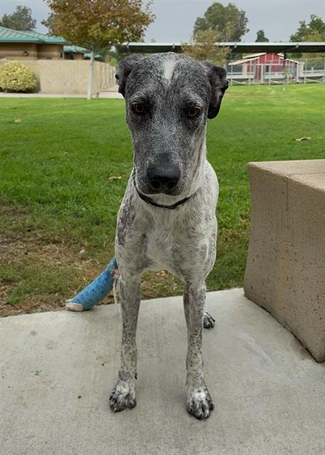 MAY - Pointer available for adoption