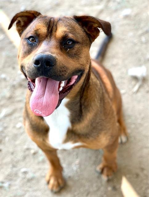 SWEETHEART - Pit Bull Terrier / German Shepherd Dog available for adoption