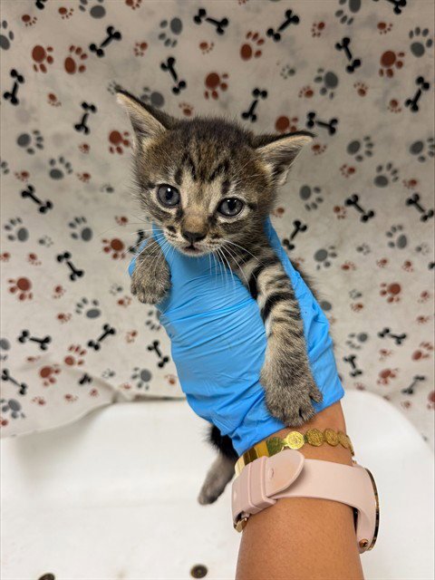 CLAMANTHA - Domestic Short Hair available for adoption