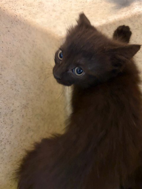 PARIS - Domestic Short Hair available for adoption