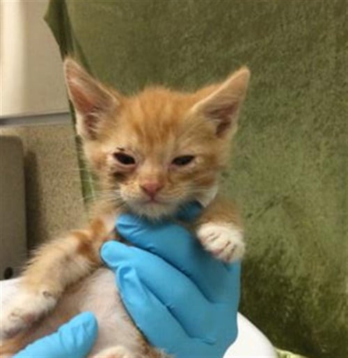 RICH - Domestic Short Hair available for adoption