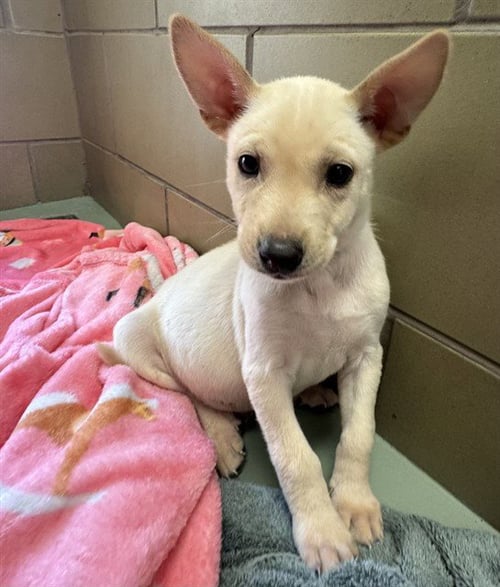 LUCKY - German Shepherd Dog available for adoption