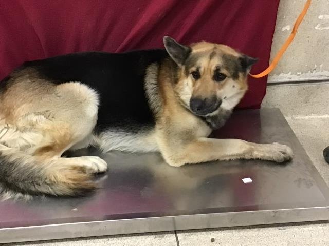 OFFICER - German Shepherd Dog available for adoption