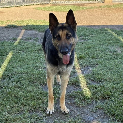 ARCHER - German Shepherd Dog available for adoption