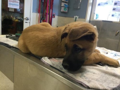 MAGGIE - Mastiff available for adoption