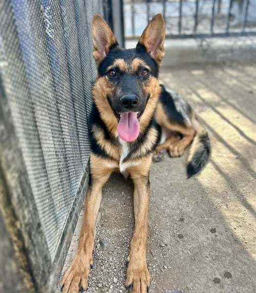 ROOSTER - German Shepherd Dog available for adoption