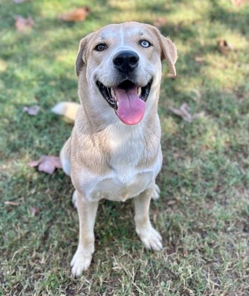 MILLA - Labrador Retriever available for adoption