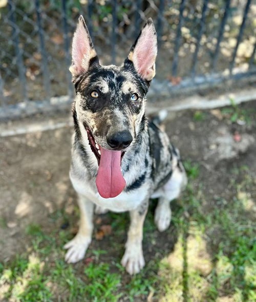 FELLA - Australian Cattle Dog/Blue Heeler available for adoption