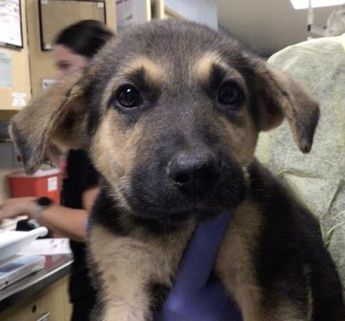 LOVIE - German Shepherd Dog available for adoption